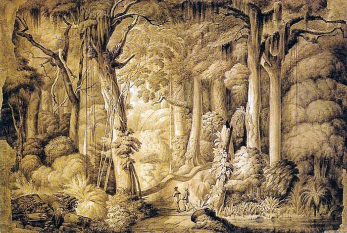 brazilian forest